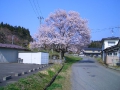 駐車場の桜